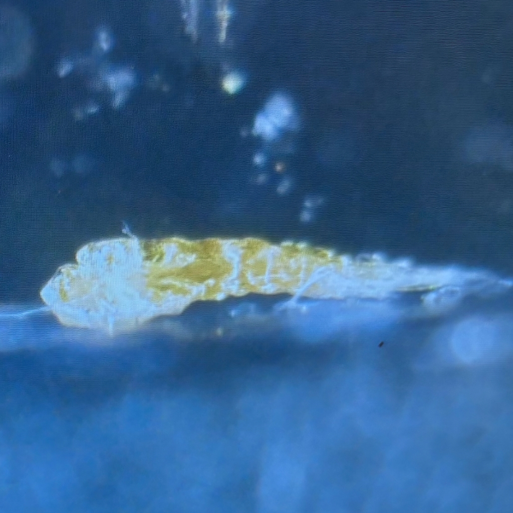 A close-up image of a small, yellowish-brown insect or mite against a blue, blurred background—captured under a microscope—brings the wonders of outdoor education into focus, offering a glimpse of nature’s details in this classroom without ceiling.