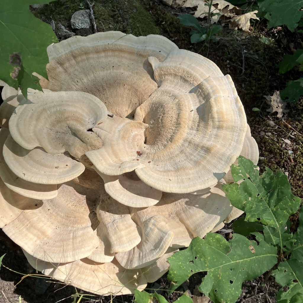 A large, pale tan bracket fungus with multiple wavy, circular layers grows on the forest floor—an ideal spot for outdoor learning lessons, where sunlight highlights its textured surface amid green leaves and moss.