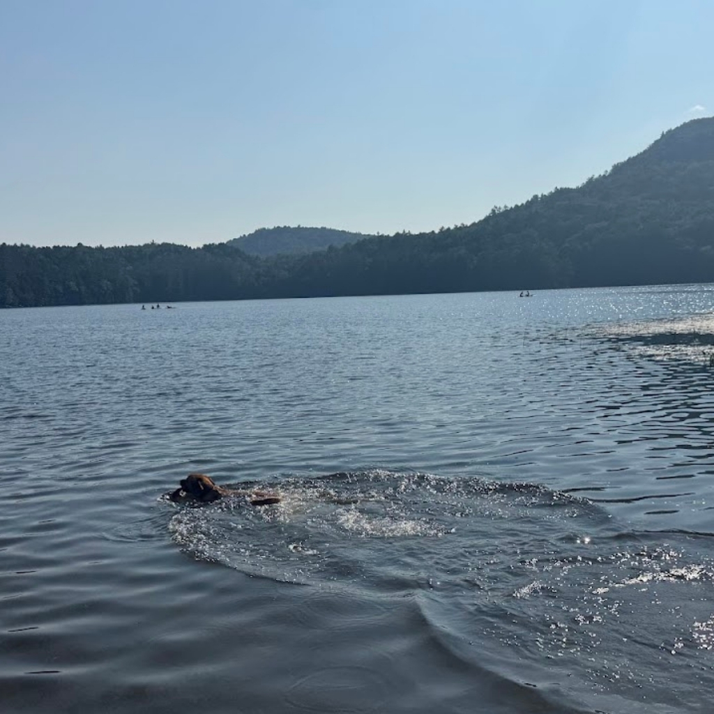A dog swims in a calm lake with ripples in the water, surrounded by forested hills under a clear blue sky. A few people in kayaks or canoes are seen in the distance, embracing outdoor learning in this classroom without ceiling.